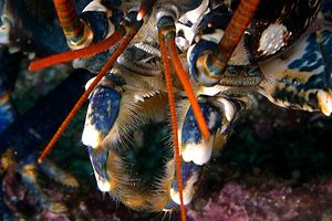 Astice (Homarus gammarus)