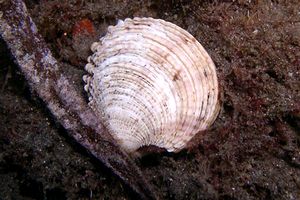 Tartufo di mare (Venus verrucosa)