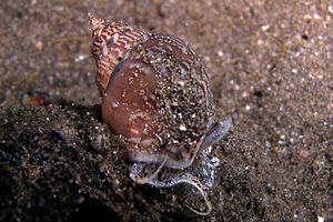 Maruzzella (Nassarius mutabilis)