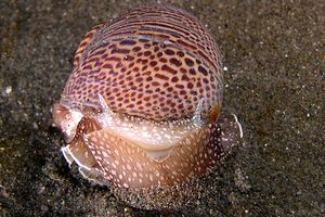 Natica millepunti (Natica stercusmuscarum)