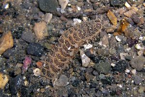 Polinoide (Harmotoe imbricata)