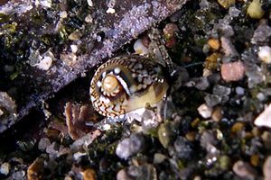Ciclope (Cyclope pellucida)