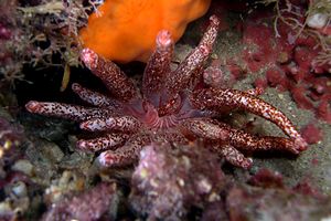 Peachia (Anemonactis mazeli)