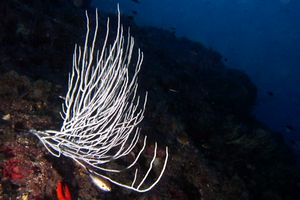 Gorgonia bianca (Eunicella singularis)