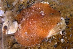 Doride di Portmann (Geitodoris portmanni)