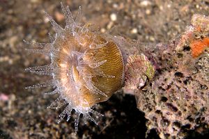 Madrepora solitaria (Balanophyllia europaea)