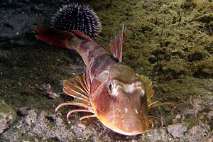 Pesce cappone (Chelidonichthys lucernus)