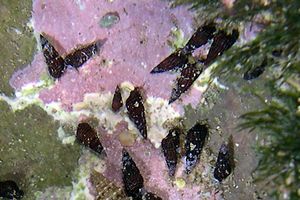 Torretta (Bittium sp)