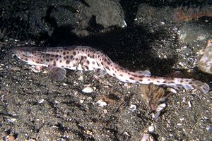 Squalo gattopardo (Scyliorhinus stellaris)