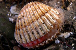 Cuore edule (Acanthocardia tuberculata)