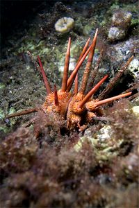 Riccio matita (Stylocidaris affinis)