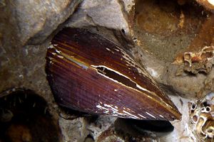 Dattero di mare (Litophaga litophaga)