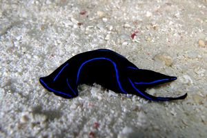 Chelidonura (Chelidonura varians)