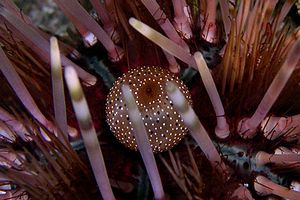 Riccio calamaro (Echinothrix calamaris)