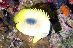 Pesce farfalla dalla macchia ovale (Chaetodon speculum)