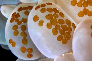 Waminoa (Waminoa sp.1)