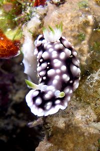 Chromodoris geometrica (Chromodoris geometrica)