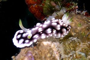 Chromodoris geometrica (Chromodoris geometrica)