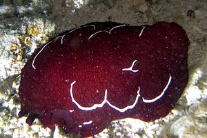 Pleurobranco di forskal (Pleurobranchus forskali)