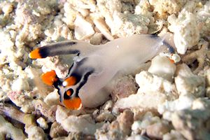 Thecacera picta (Thecacera picta)