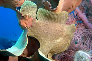 Pesce rana gigante (Antennarius commersoni)