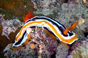 Chromodoris magnifica (Chromodoris magnifica)