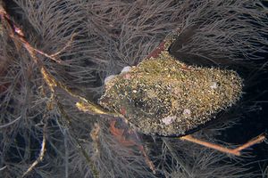 Ostrica ala di pingiuno (Pteria penguin)