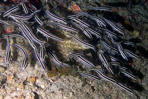 Pesce gatto di mare (Plotosus lineatus)