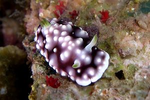 Chromodoris geometrica (Chromodoris geometrica)