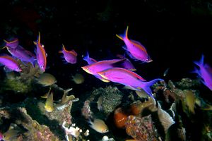 Anthias purpureo (Pseudanthias tuka)