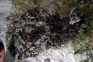 Dolabella (Dolabella auricularia)