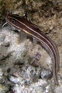 Pesce gatto di mare (Plotosus lineatus)