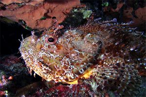 Scorfano rosso (Scorpaena scrofa)