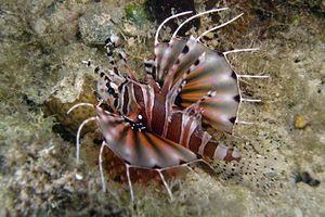 Pesce cobra zebrato (Dendrochirus zebra)