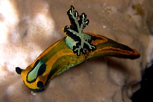 Tambja oliva (Tambja olivaria)