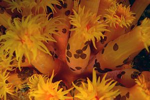 Waminoa (Waminoa sp.1)