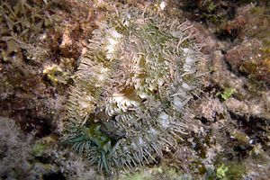 Abalone (Haliotis asinina)