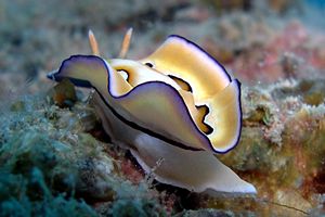 Chromodoris coi (Chromodoris coi)