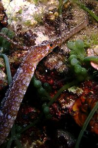 Pesce ago (Sygnathus acus)
