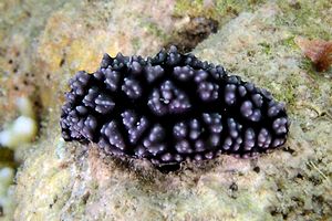 Fillidia di burn (Phyllidiopsis burni)