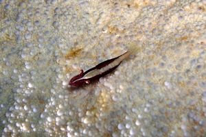 Gamberetto della stelle marina (Periclimenes soror)