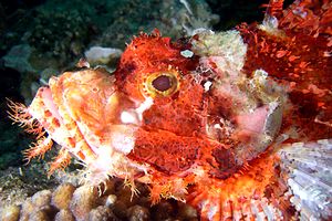 Pesce scorpione tassellato (Scorpaenopsis oxycephalus)
