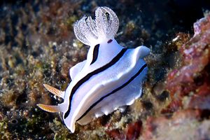 Chromodoris willani (Chromodoris willani)