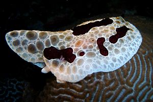 Pleurobranco gigante (Pleurobranchus grandis)