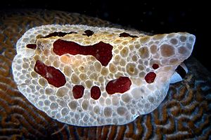 Pleurobranco gigante (Pleurobranchus grandis)