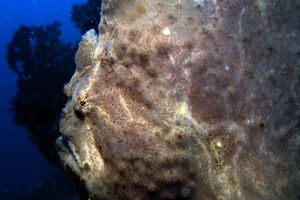 Pesce rana gigante (Antennarius commersoni)