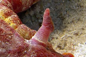 Ballerina spagnola (Hexabranchus sanguineus)