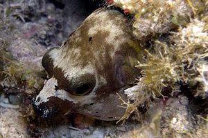 Pesce palla macchiato (Arothron nigropunctatus)