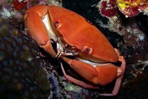 Granchio rotondo (Carpilius convexus)