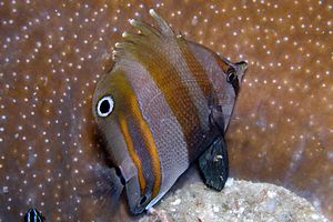 Pesce corallo dai due ocelli (Coradion melanopus)